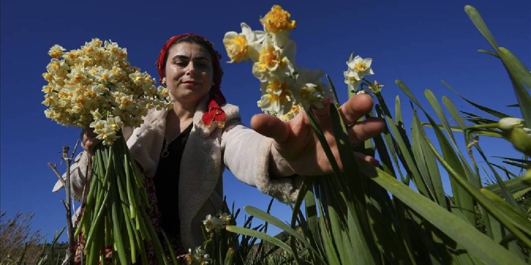 Kokusuyla fark atıyor, kadınlara gelir oluyor! Karaburun’da mis kokulu hasat: Sonbaharda başlıyor kış boyu sürüyor 4